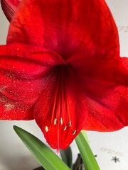 Red amaryllis -flower