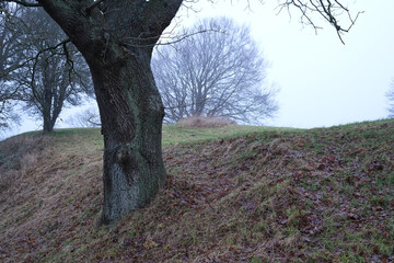 Baumstamm steht am Hang auf einer Weide