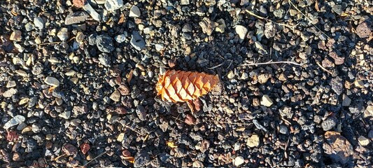 Yellow cone on fine black volcanic chips. Place for an inscription.