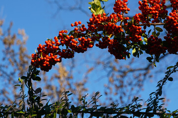 Red rowan berries on green branches against a blue sky. Autumn background. August. Autumn is approaching. Ripening of rowan berries. Useful medicinal berries