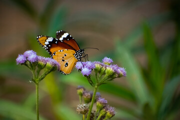 Danaus chrysippus, also known as the plain tiger, African queen, or African monarch, is a medium-sized butterfly widespread in Asia, Australia and Africa.