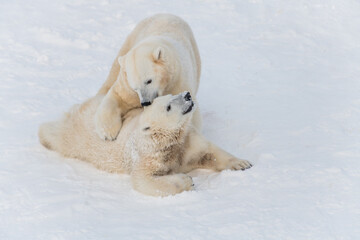 White bears playing together on snow at arctic region