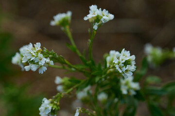 Graukresse (Berteroa incana)