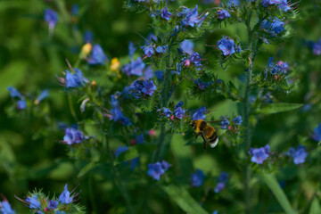  Gartenhummel (Bombus hortorum) am Gewöhnlichen Natternkopf