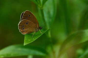 Brauner Waldvogel (Aphantopus hyperantus)