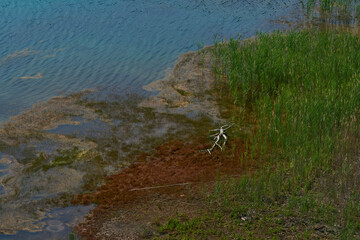 Blick auf eine Verlandungszone an einem See