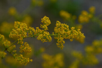 Echtes Labkraut (Galium verum)