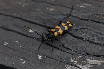 Vierbindiger Schmalbock  (Leptura quadrifasciata)