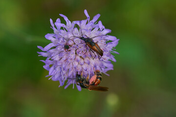 Knautien-Sandbiene an die Acker-Witwenblume (Knautia arvensis)