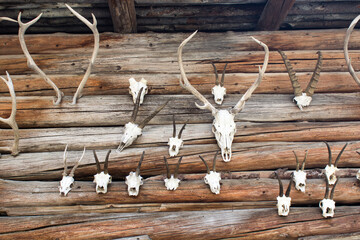Deer antlers on a wooden wall as trophy at a hunter's lodge