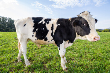 Naklejka na ściany i meble Dairy cow standing on the green pasture