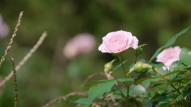 Pink Rose in the forest
