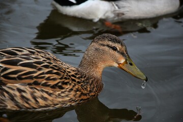 Duck with waterdrop