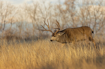Mule Deer Buck in the Rut in Colorado in Autumn