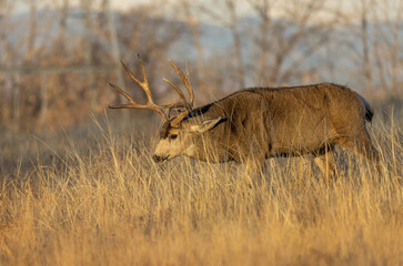Mule Deer Buck in the Rut in Colorado in Autumn