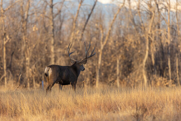 Mule Deer Buck in the Rut in Colorado in Autumn