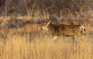 Mule Deer Buck in the Rut in Colorado in Autumn
