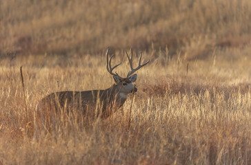 Mule Deer Buck in the Rut in Colorado in Autumn