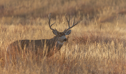Mule Deer Buck in the Rut in Colorado in Autumn