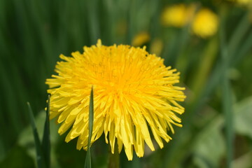 dandelion in the grass