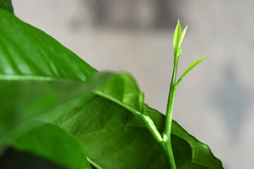 close up of green leaves