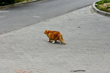cat on the street
