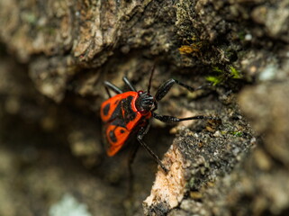 The firebug (Pyrrhocoris apterus) close up of red insect on bark, red and black bug