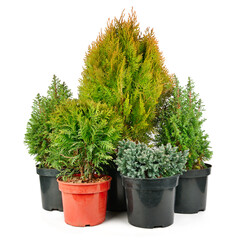 Juniper, cypress and thuja in flower pots isolated on white.