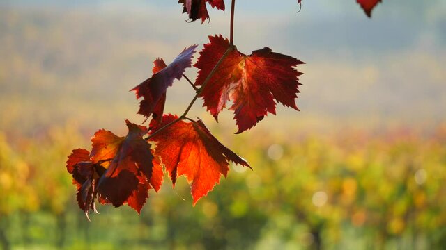 Foglie di vite in autunno
vista in controluce del vigneto