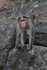 Monkey Business