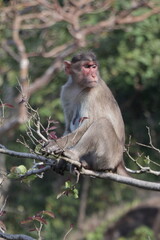 Monkey Business