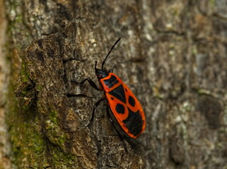 The firebug (Pyrrhocoris apterus) close up of red insect on bark, red and black bug