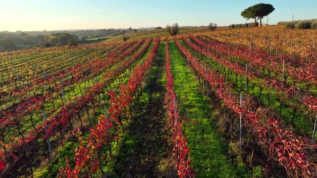Vigneto collinare baciati dal sole.
Vista aerea dei filari delle piante di vite 