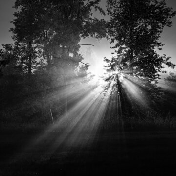 światło wśród drzew © Piotr Szpakowski