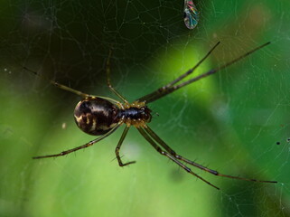 Spider on a web. Close up of a spider (Linyphia triangularis). 