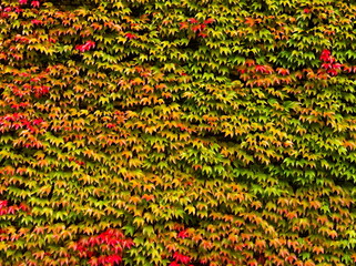 The wall of the building covered with colorful leaves. Autumn colors. beautiful autumn leaves