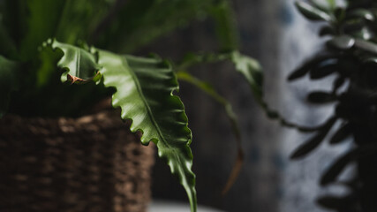 close up of leaf