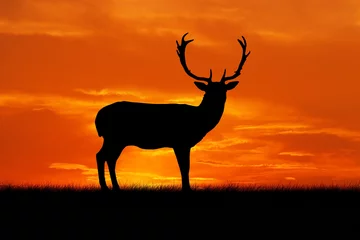 Foto op Canvas Silhouet van een staand hert op een zonsondergangachtergrond © Diana Badmaeva