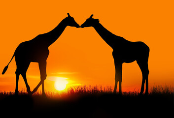 Silhouettes of two giraffes on a sunset background