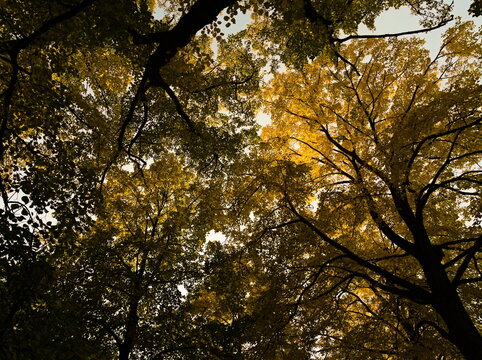 Autumn park. Photos of the tree crown. Low angle photo of autumn trees