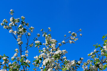 Blooming apple-tree flowers against the blue sky. Romantic spring background. Copy space