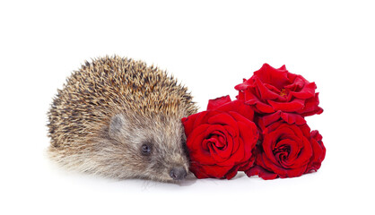 Homemade hedgehog with a rose.