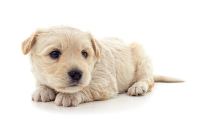 White little puppy is lying.