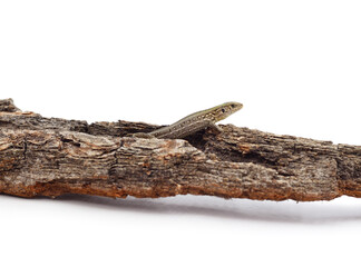 Green beautiful lizard on the bark.