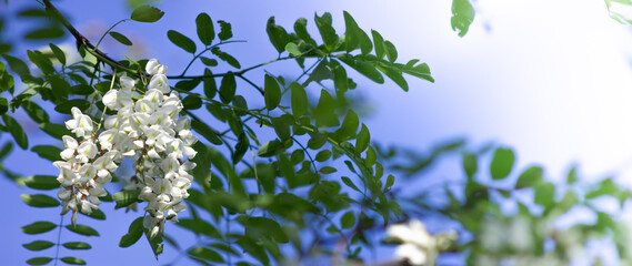 Panorama of acacia flower bunch color growing on a tree.