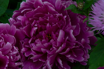 Lush burgundy white peony on a green background