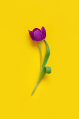 Purple tulip on yellow background top view with copy space