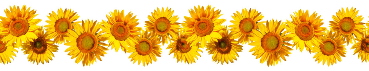 Seamless frieze from flowers of sunflower on a white background. Seamless border of yellow sunflowers isolated on white background. - obrazy, fototapety, plakaty