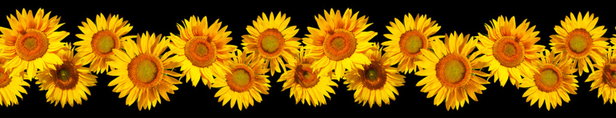 Seamless frieze from flowers of a sunflower isolated on a black background. Seamless border of...
