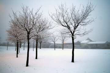 landscape with trees and snow